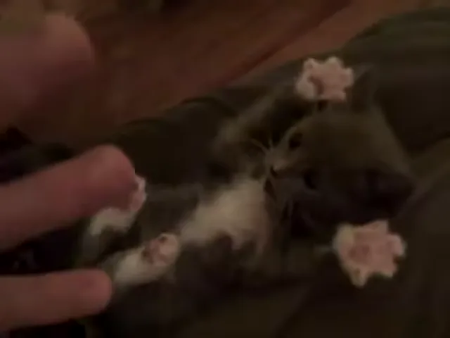 Surprised kitty